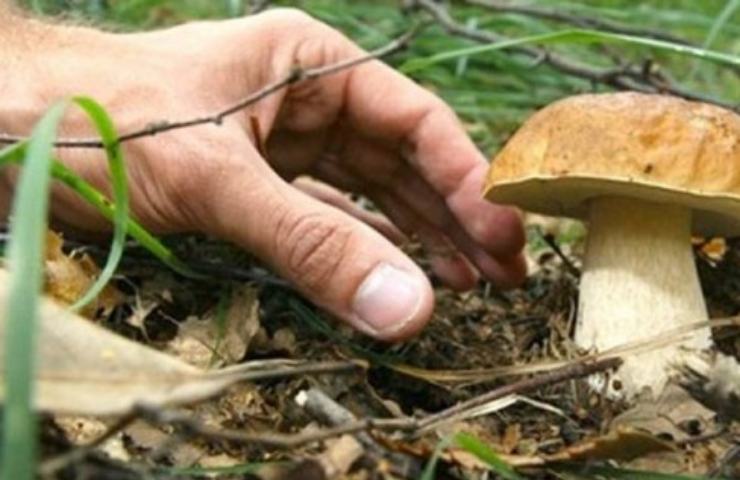 Uomo che raccoglie i funghi montagna