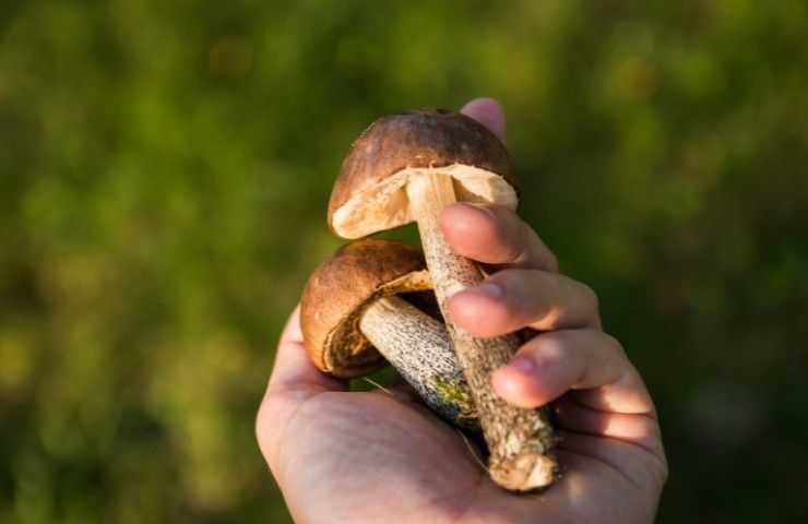 funghi commestibili nel sottobosco