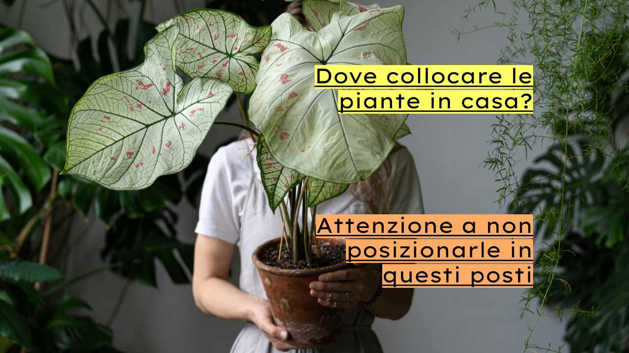 piante casa collocazione