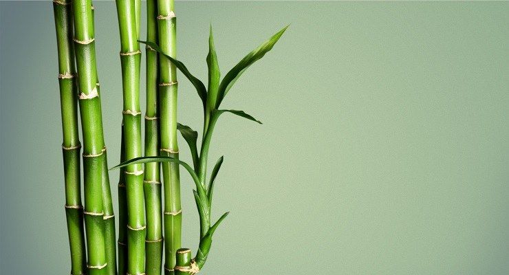 pianta Bamboo della fortuna Capodanno