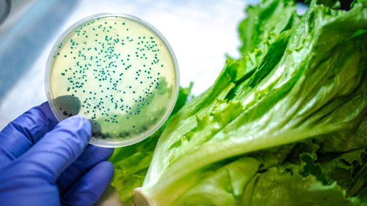 richiamo per salmonella