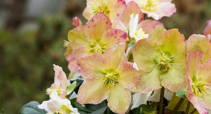 Rosa di Natale pianta natalizia