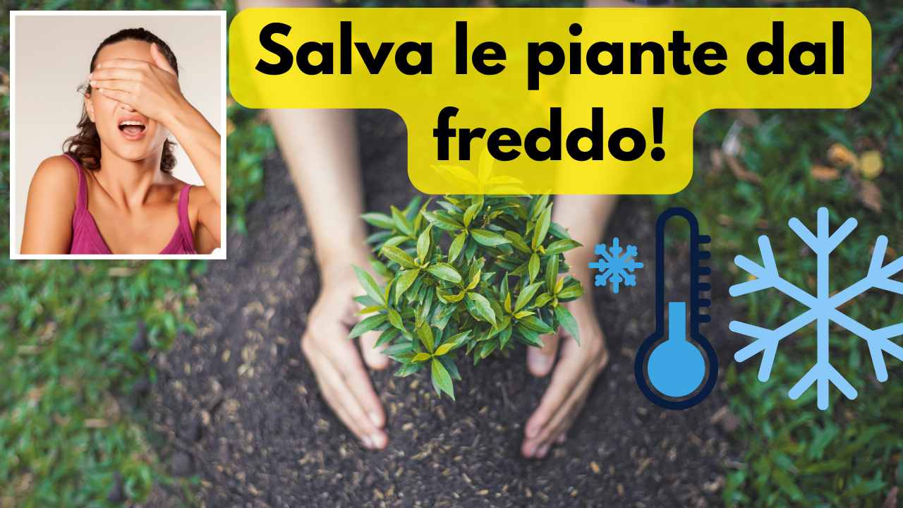 piante freddo