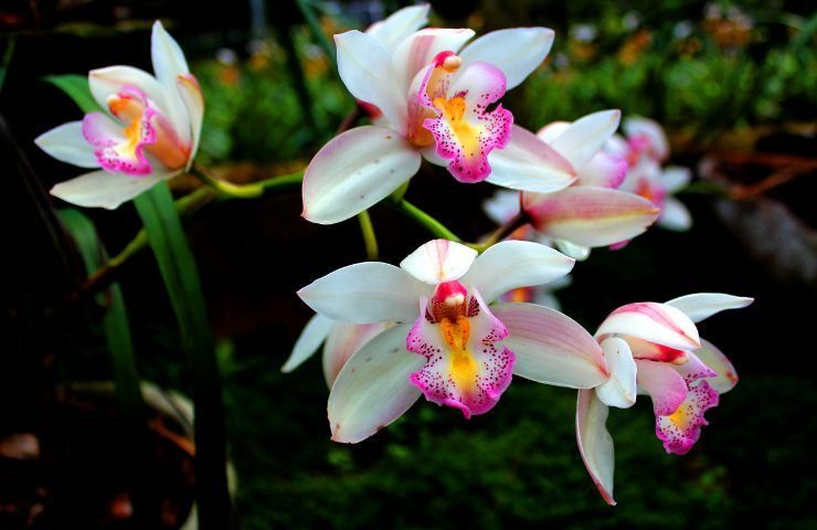 prolungare fioriture orchidee