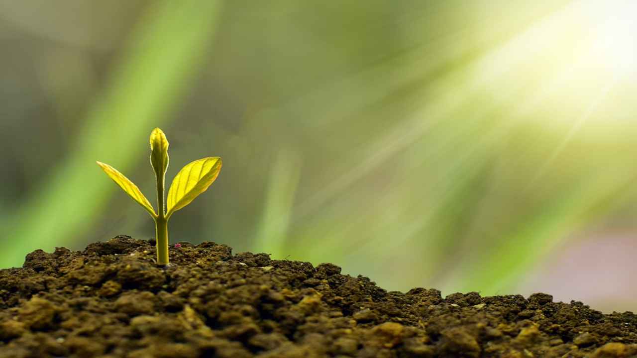 albero dei soldi come funziona