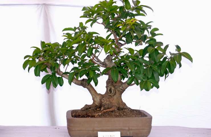 Un bonsai curato