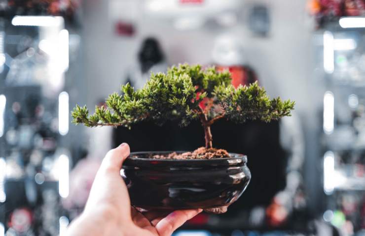 Un bonsai perfettamente curato