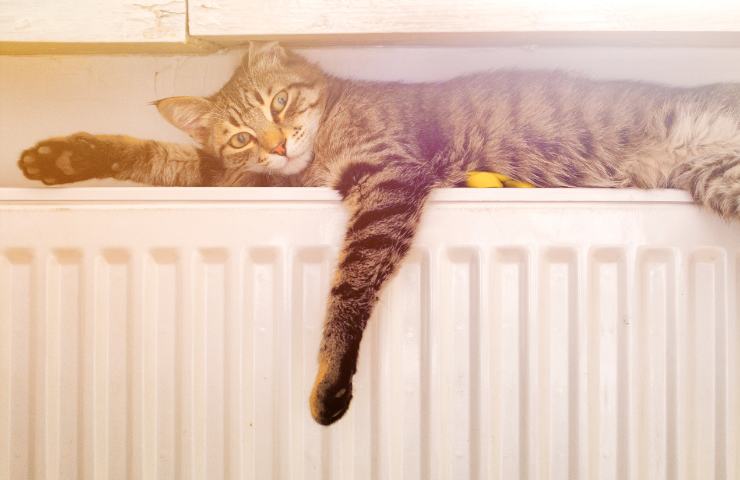 Un gatto su un termosifone caldo