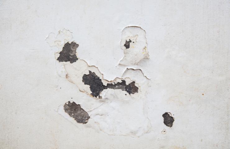 Una parete invasa da muffa ed umidità (Foto Canva - Inran.it 28122022)