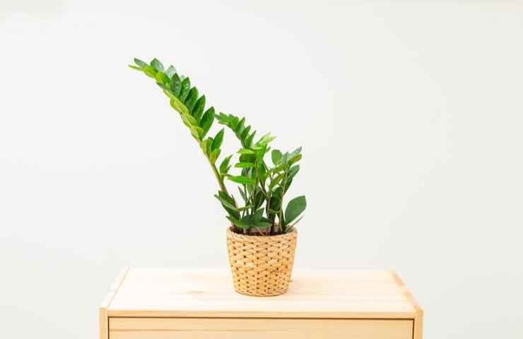 Zamioculcas