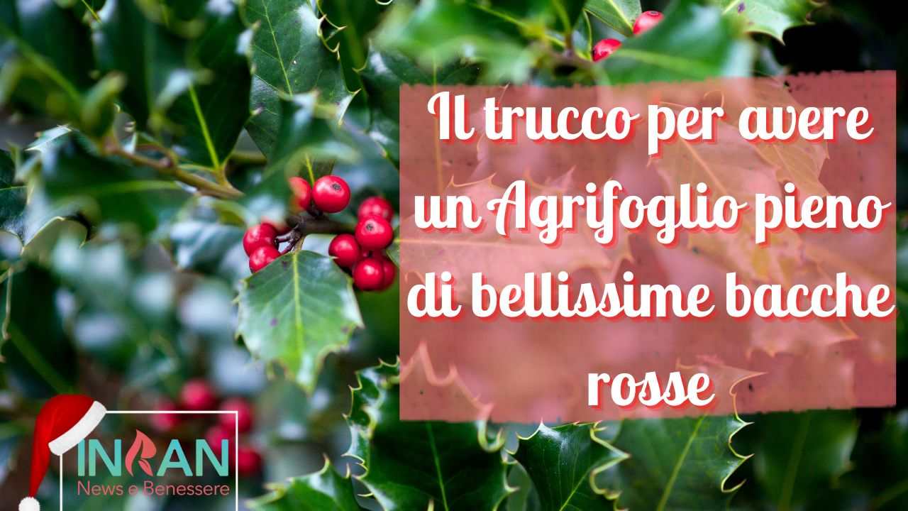 sgrifoglio senza bacche