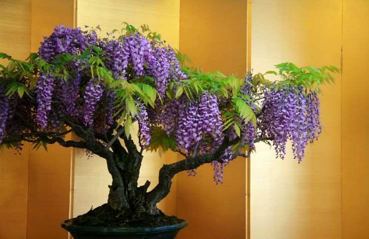 glicine bonsai pianta