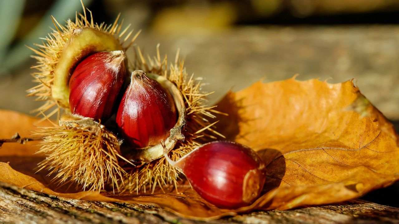 sbucciare facilmente le castagne