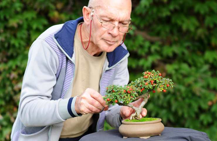 salvare bonsai