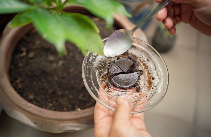 fondi di caffè alle piante