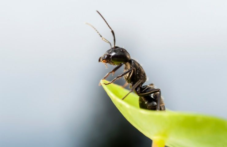 rimedi formiche giardino