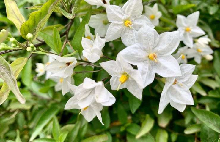 fiori di gelsomino di notte