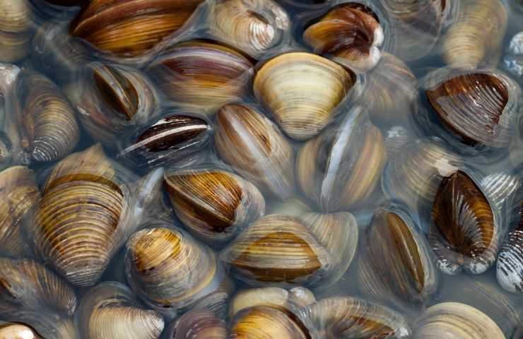 pulire le vongole