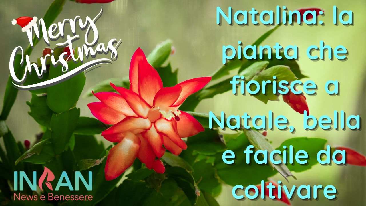 Natalina: la pianta perfetta per il tuo Natale, bella e facile da curare