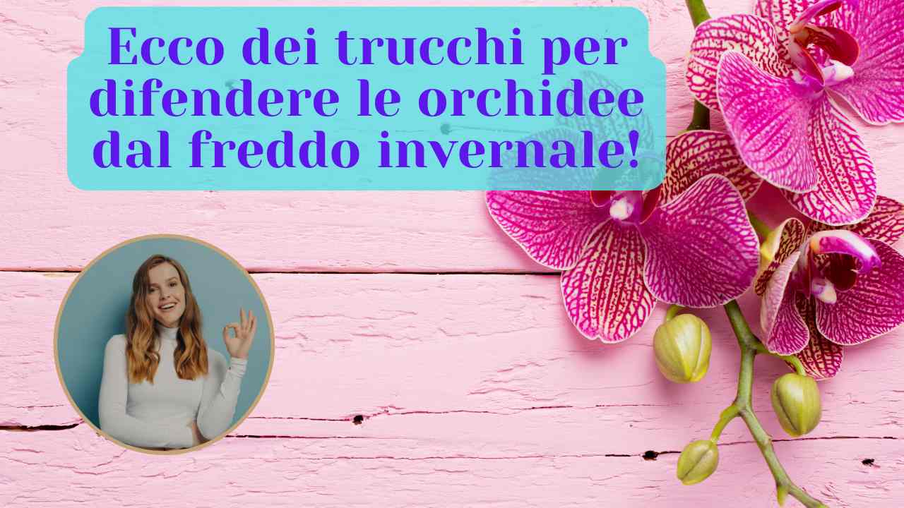 fiori inverno