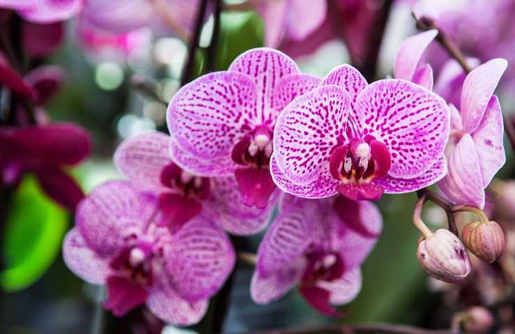 orchidea segnali