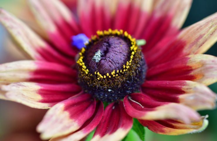 rudbeckia rosa