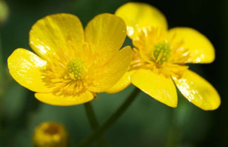 Fiore dicembre