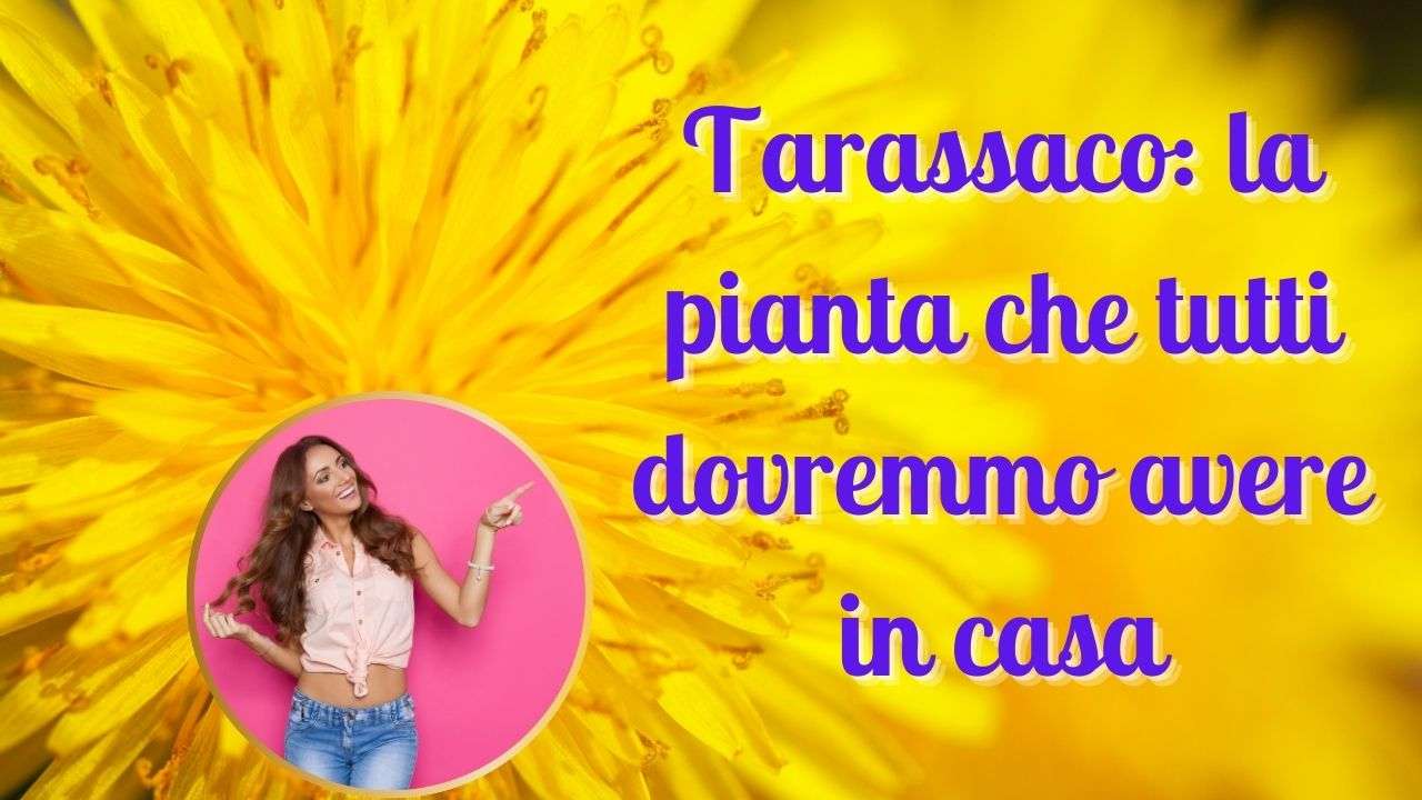 tarassaco pianta