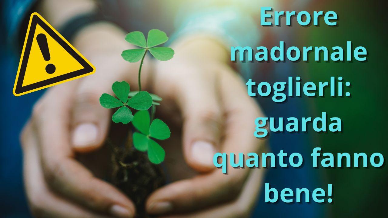 trifogli vasi piante