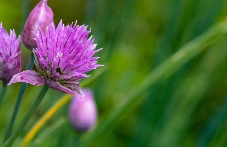 Trifolium Pratense