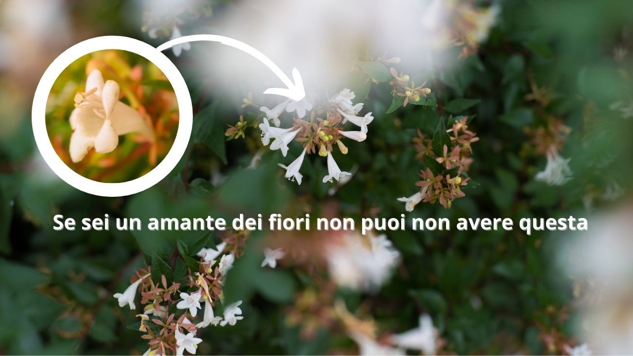 coltivare abelia pianta