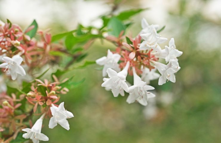 coltivare giardino abelia