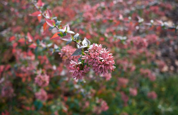 pianta particolare abelia