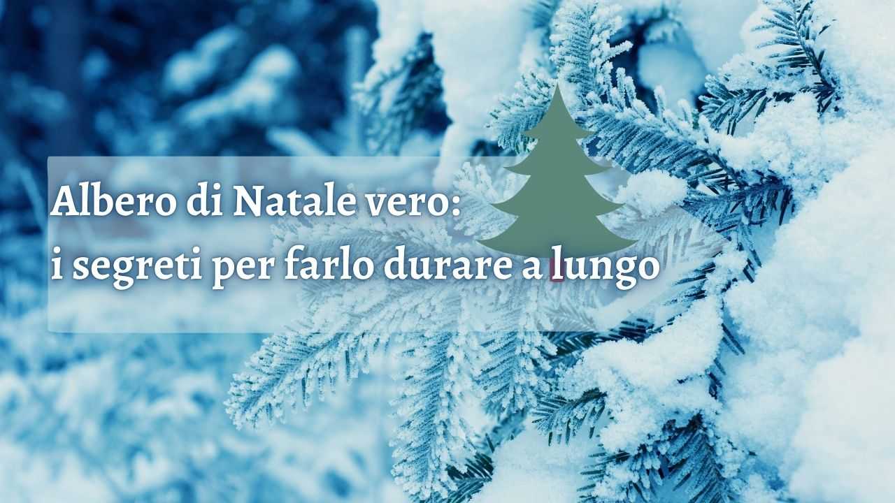 albero di natale vero