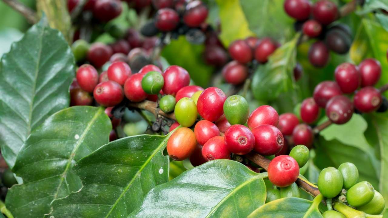 Pianta di caffè trucchi per coltivarla