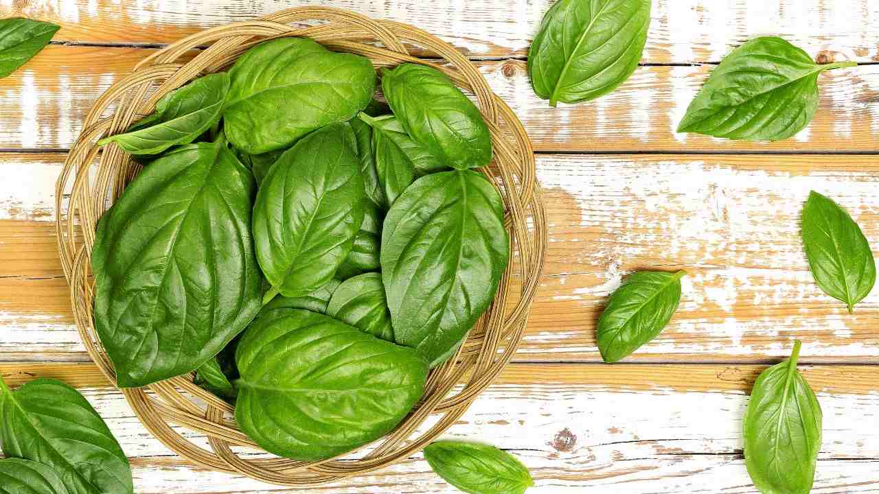 metodo conservazione basilico