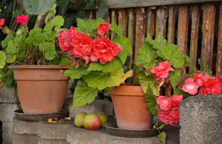 Begonia, come curarla e prendersene cura