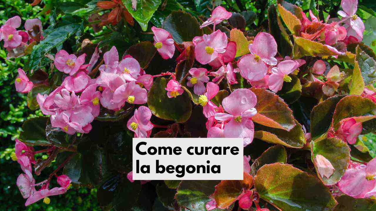 Begonia, com'è che va curata