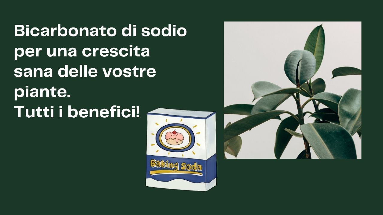 Bicarbonato piante