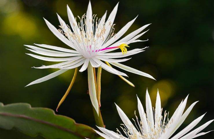 Cactus orchidea