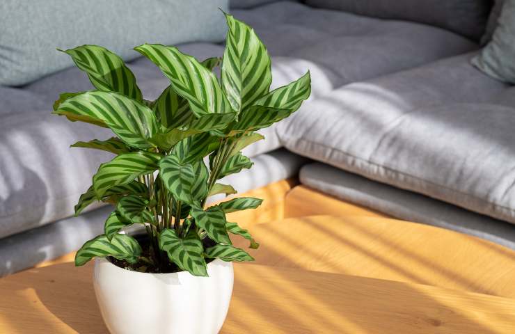pianta da appartamento foglie particolari