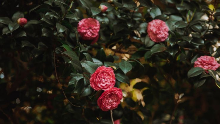 Fiori cura e coltivazione