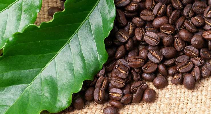 come coltivare pianta di caffè
