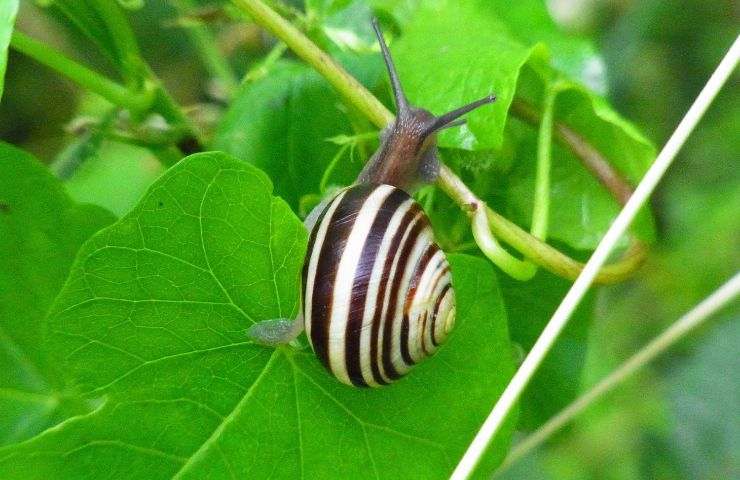 rimedio naturale allontanare lumache