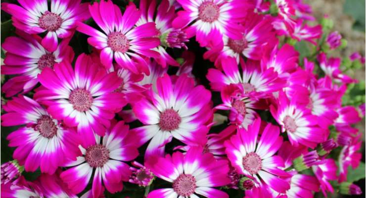 Cineraria come coltivarla