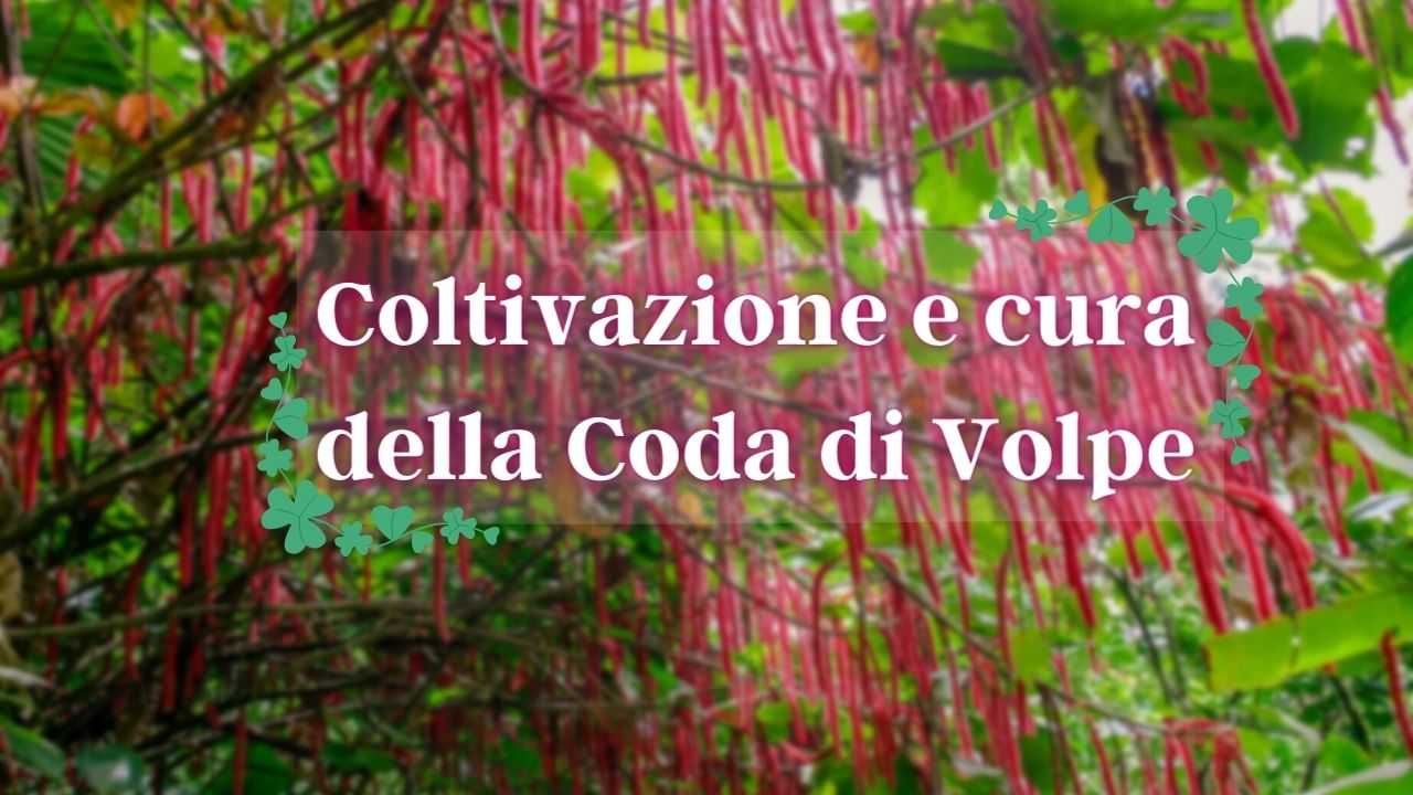 pianta coda di volte