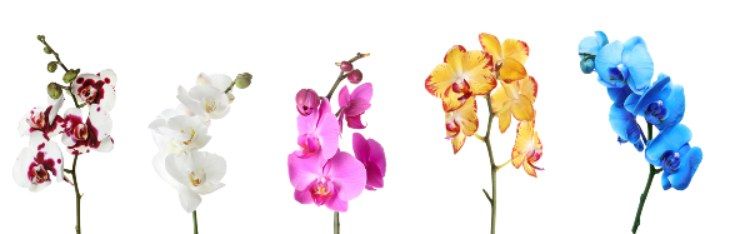 significato orchidea