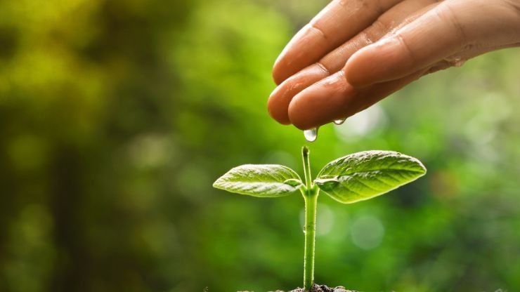 Coltivare solo con l'acqua