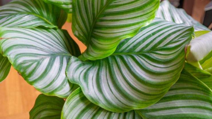 Coltivazione Calathea 