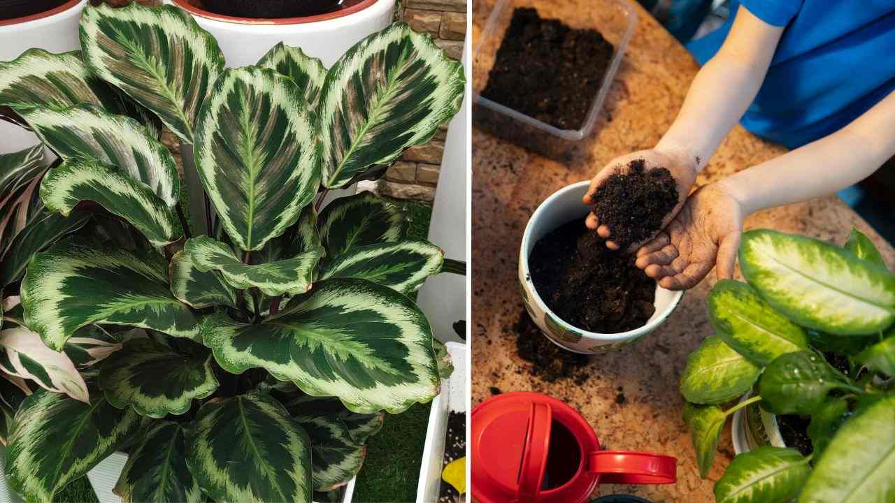 Calathea coltivazione cura